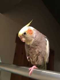Lost Cockatiel