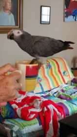 Lost African Grey