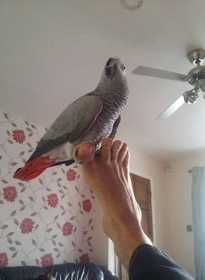 Lost African Grey