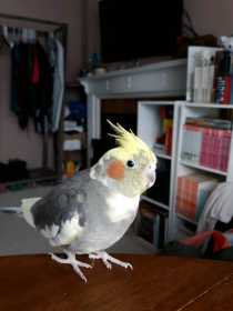 Lost Cockatiel