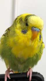 Lost Budgerigar