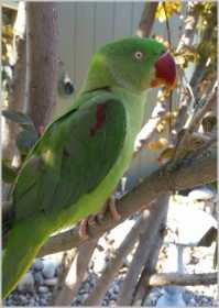 Lost Alexandrine