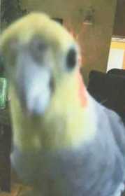 Lost Cockatiel