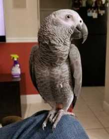 Lost African Grey