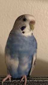 Lost Budgerigar