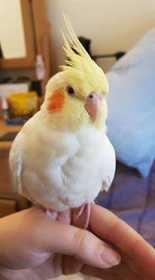 Lost Cockatiel