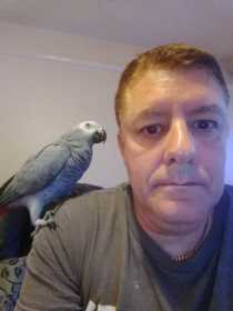 Lost African Grey