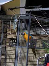 Lost Macaw