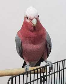 Lost Galah Cockatoo