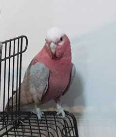 Lost Galah Cockatoo