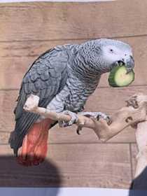 Lost African Grey