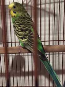 Lost Parakeet