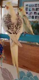 Lost Cockatiel