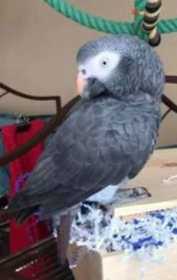 Lost African Grey