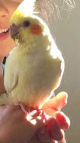 Lost Cockatiel