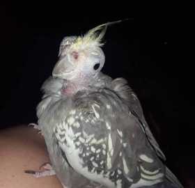 Lost Cockatiel