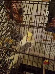 Lost Cockatiel