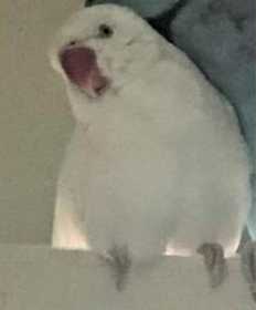 Lost Indian Ringneck Parakeet