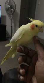 Lost Cockatiel