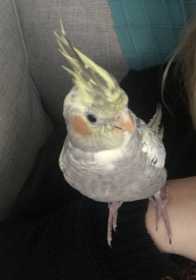 Lost Cockatiel