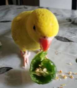 Lost Indian Ringneck Parakeet