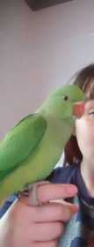 Lost Indian Ringneck Parakeet