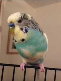 Lost Budgerigar