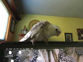 Lost Cockatiel