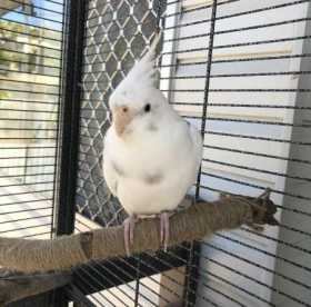 Lost Cockatiel