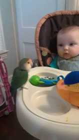 Lost Lovebird