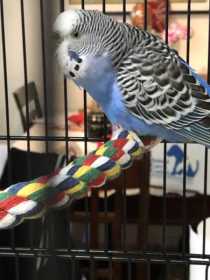 Lost Budgerigar