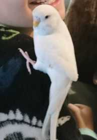 Lost Budgerigar