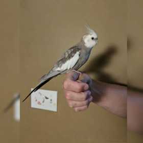 Lost Cockatiel