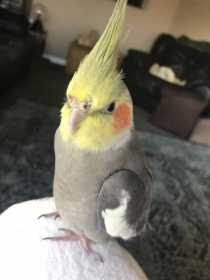 Lost Cockatiel