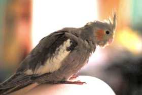 Lost Cockatiel