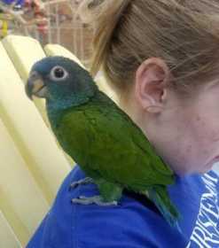 Lost Blue-Headed Pionus