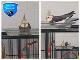 Lost Cockatiel