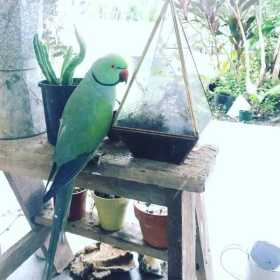 Lost Indian Ringneck Parakeet