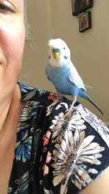 Lost Budgerigar