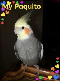 Lost Cockatiel