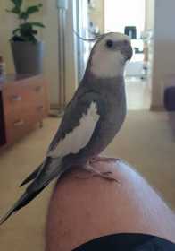 Lost Cockatiel