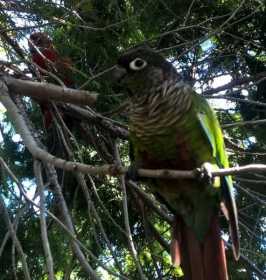 Lost Conure