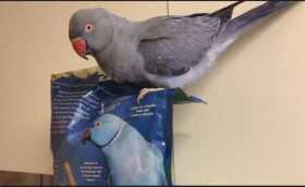 Lost Indian Ringneck Parakeet