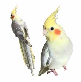 Lost Cockatiel