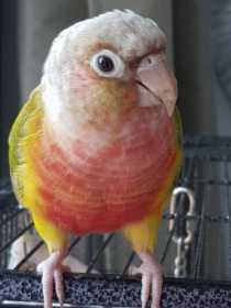 Lost Conure