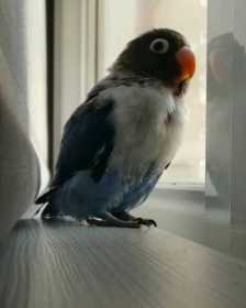 Lost Lovebird