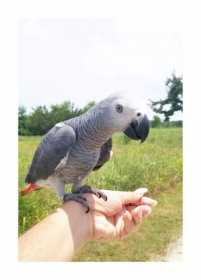 Lost African Grey