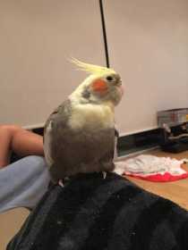 Lost Cockatiel