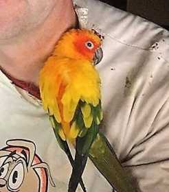 Lost Conure