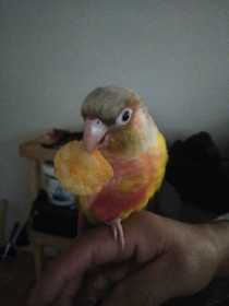 Lost Conure